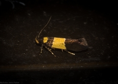 Macrobathra rhythmodes