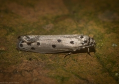 Ethmia heptasema