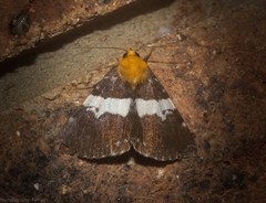 Buzara latizona