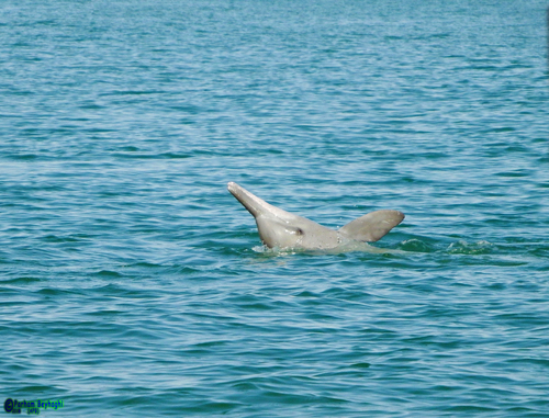 Indian Humpback Dolphin