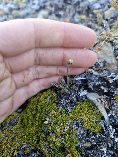 Leptinella pectinata, photograph 5