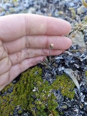 Leptinella pectinata, photograph (c) Irisa Hudson, some rights reserved (CC BY)