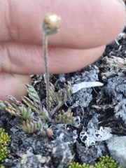 Leptinella pectinata, photograph (c) Irisa Hudson, some rights reserved (CC BY)