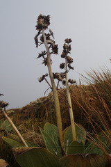 Pleurophyllum hookeri