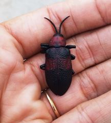 Coraliomela aeneoplagiata