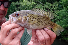 Ambloplites constellatus