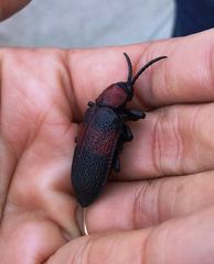 Coraliomela aeneoplagiata