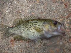 Ambloplites constellatus