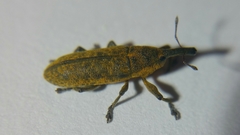 Lixus bardanae