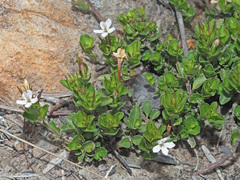 Chascanum