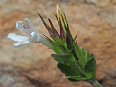 Chascanum