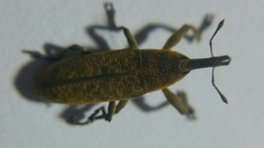 Lixus bardanae