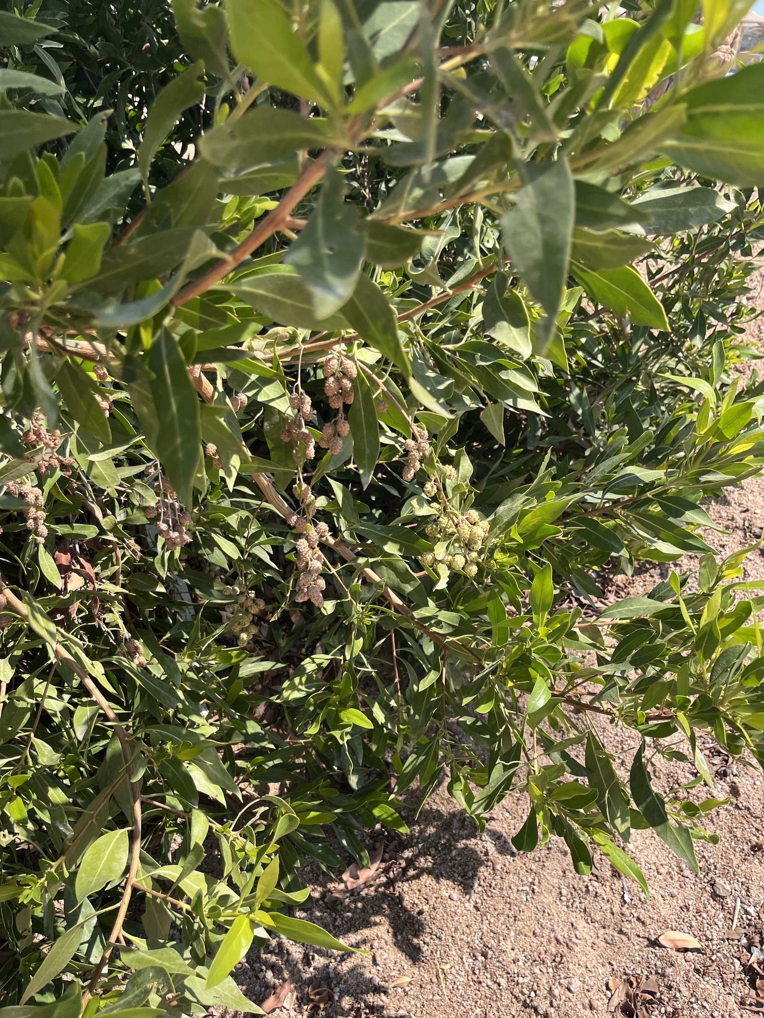 Conocarpus Lancifolius (Conocarpus lancifolius)