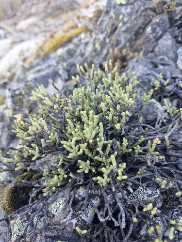 Veronica tetrasticha, photograph 6