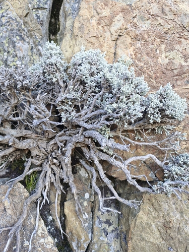 Ozothamnus plumeus
