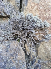 Ozothamnus plumeus, photograph Irisa Hudson, CC BY, iNaturalist via GBIF