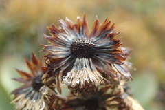 Pleurophyllum hookeri