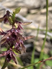 Genoplesium morrisii