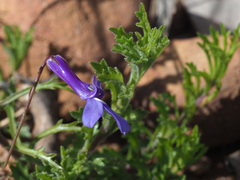 Lobelia chamaepitys