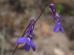 Lobelia chamaepitys