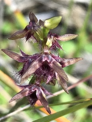 Genoplesium morrisii