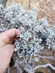 Ozothamnus plumeus, photograph Irisa Hudson, CC BY, iNaturalist via GBIF