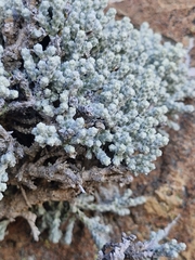 Ozothamnus plumeus, photograph Irisa Hudson, CC BY, iNaturalist via GBIF
