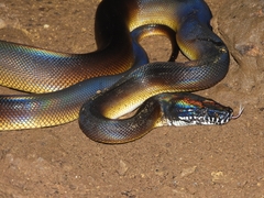 Leiopython albertisii