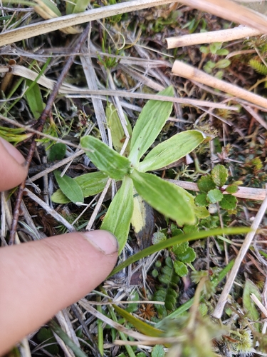 Celmisia densiflora, photograph 1