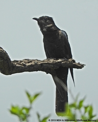 Cuculus clamosus clamosus