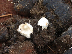 Leucoagaricus bisporus