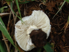 Leucoagaricus bisporus