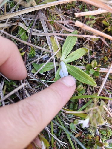 Celmisia densiflora, photograph 2