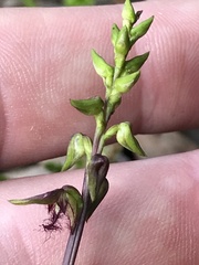 Genoplesium morrisii