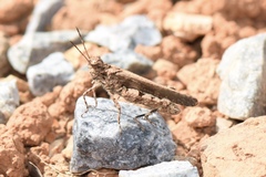 Trilophidia annulata