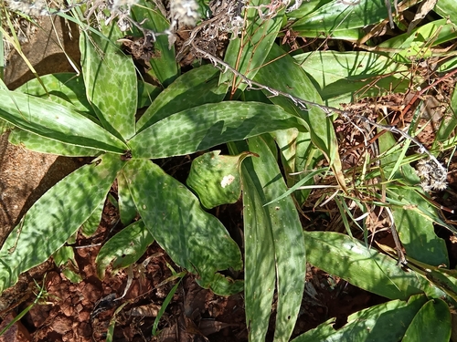 highveld African hyacinth (Ledebouria luteola)