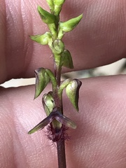 Genoplesium morrisii