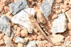 Trilophidia annulata