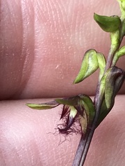 Genoplesium morrisii