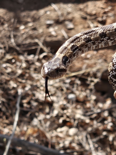 Eastern Hognose Snake