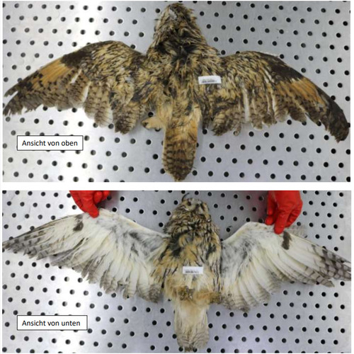 View observation of {o.common_name} on iNaturalist