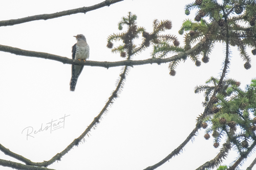 iNaturalist image