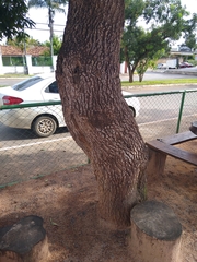 Scaptotrigona postica