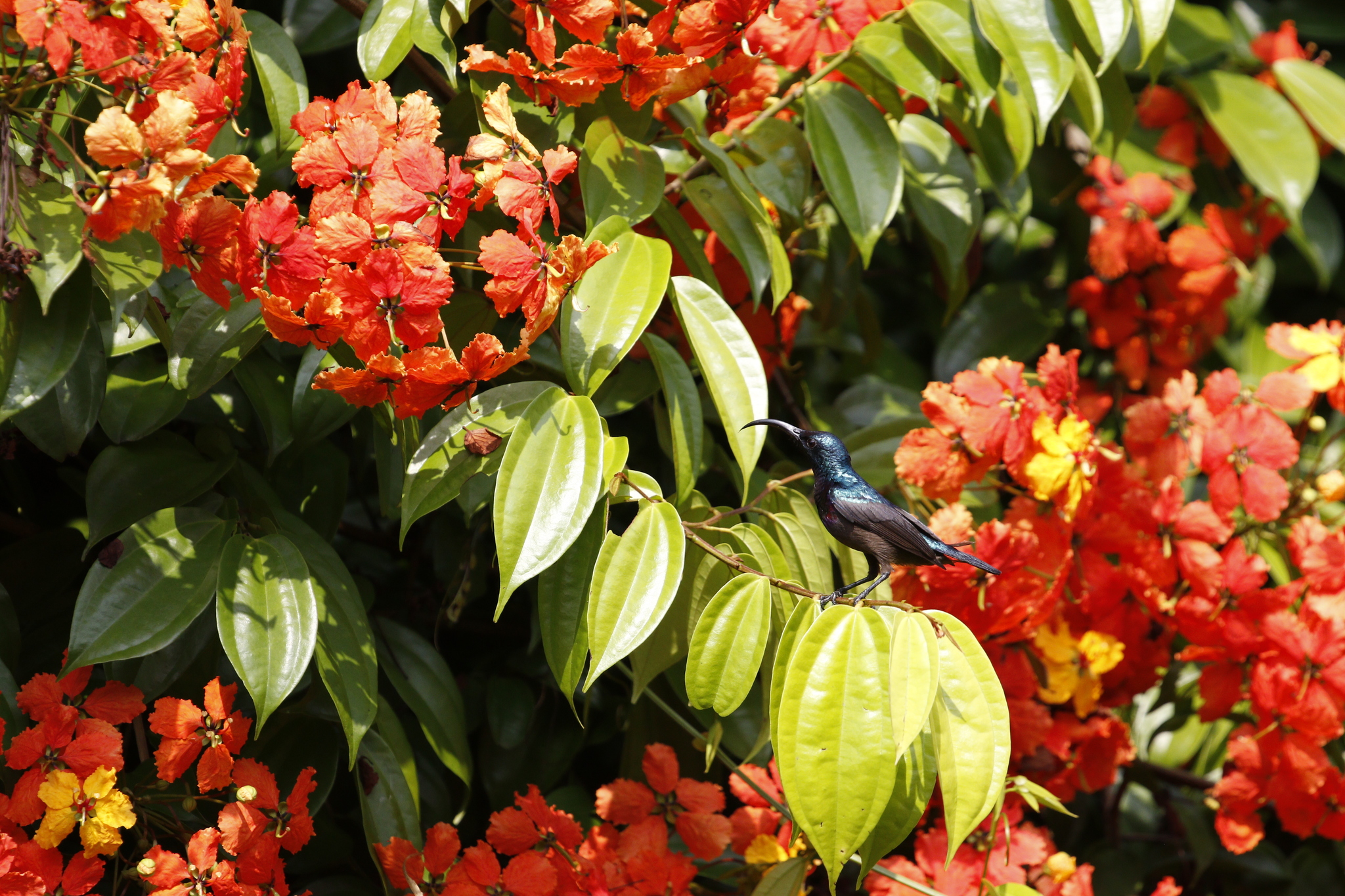 Loten's Sunbird (Cinnyris lotenius), photo 1