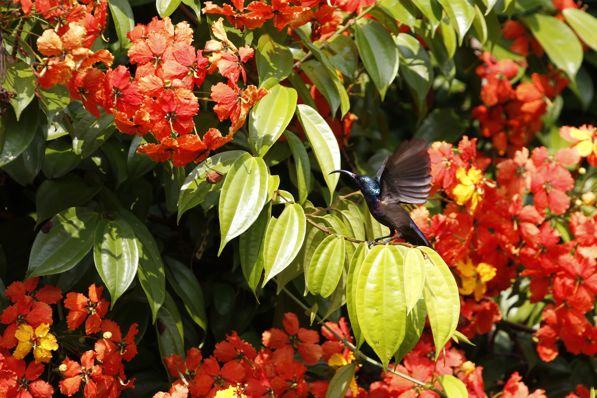 Loten's Sunbird (Cinnyris lotenius), photo 2