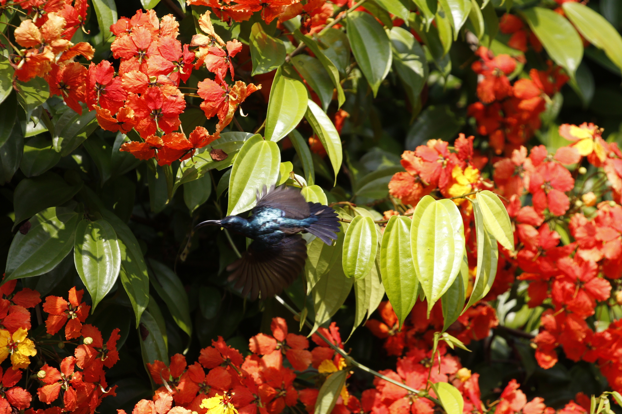 Loten's Sunbird (Cinnyris lotenius), photo 9