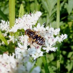 Parhelophilus