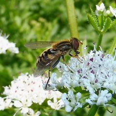 Parhelophilus