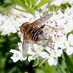 Parhelophilus