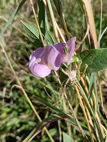 Wild Cow Pea (Vigna vexillata)